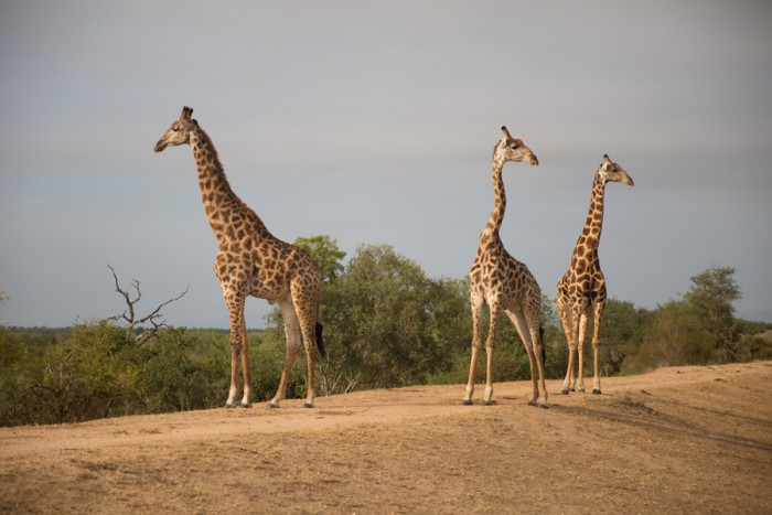 Giraffes sighted at Kruger National Park