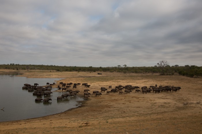Water buffalos at Kruger National Park