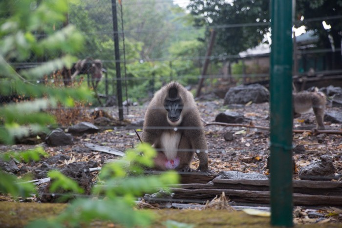 Chimpanzees at Wildlife Center in Limbe